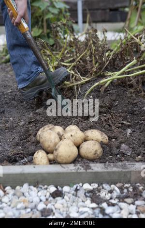 Kartoffeln ernten, Melody, Wurzelpflanzen ernten, mit Gartengabel graben Stockfoto