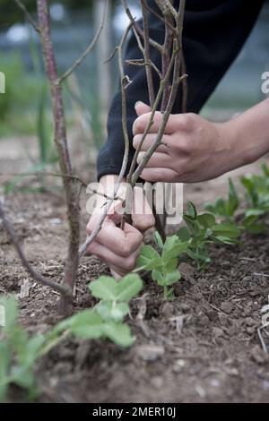 Erbsenstangen einsetzen, um Erbsen, Botschafter, Gemüse zu stützen Stockfoto