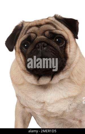 Mops, 2-3-jährige Rüde Stockfoto