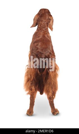 Irish Setter, weiblichen Hund Stockfoto
