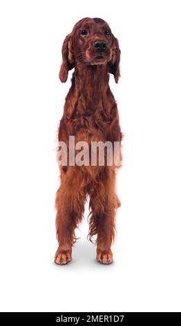Irish Setter, weiblichen Hund Stockfoto