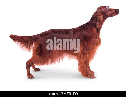 Irish Setter, weiblichen Hund Stockfoto