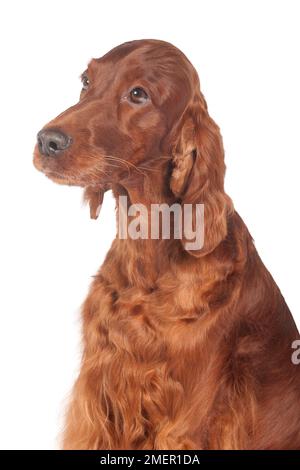 Irish Red Setter, Hündin, portrait Stockfoto