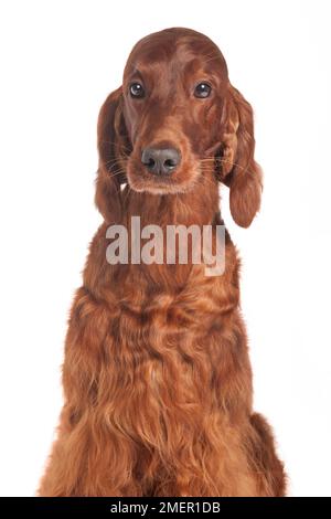 Irish Red Setter, Hündin, portrait Stockfoto