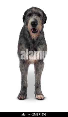 Irischer Wolfshund, 21 Monate alte Rüde, gestromt Stockfoto