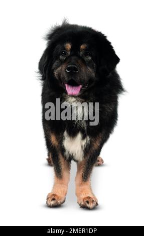 Tibetischer Mastiff, schwarz und braun, 9-jähriger Mann Stockfoto