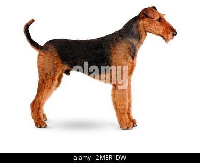Airedale Terrier Stockfoto