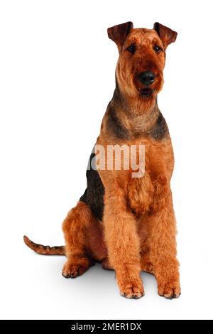 Airedale Terrier Stockfoto