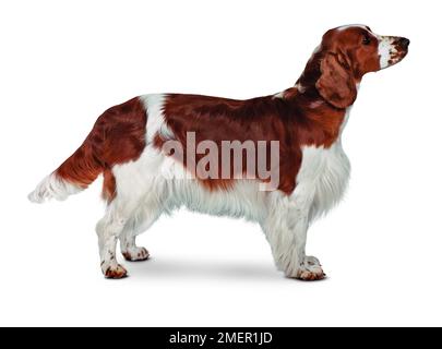 Welsh Springer Spaniel, stehend, Seitenansicht Stockfoto