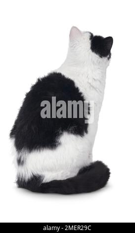 Schwarz-weiß Selkirk Rex Katze mit wellenförmigem Mantel, Sitzgelegenheit, Rück-/Seitenansicht Stockfoto