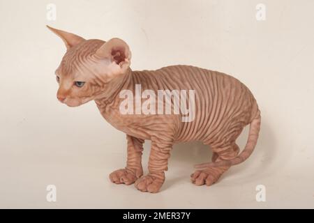 Die zerknitterte Haut des Sphynx-Kätzchens Stockfoto