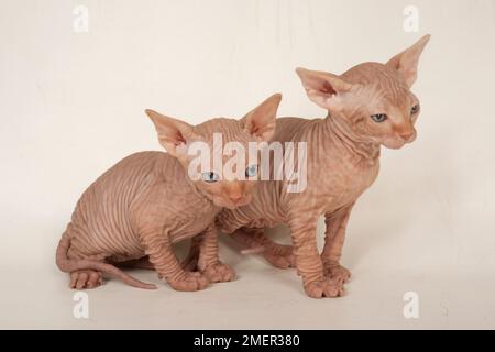 Zerknitterte Haut von Sphynx-Kätzchen Stockfoto