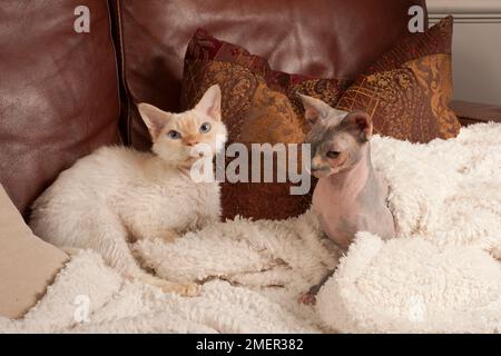 Cornish Rex und Sphynx Katze Stockfoto