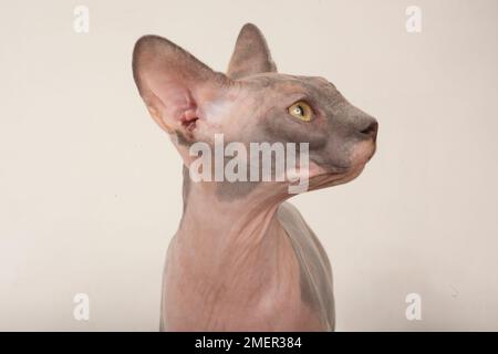 Sphynx Katze Stockfoto