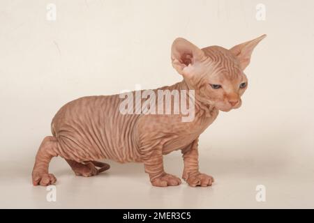 Sphynx-Katze, Kätzchen Stockfoto