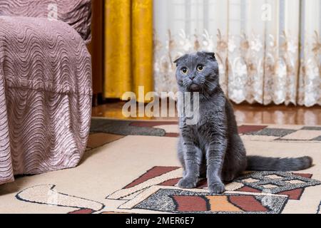 Junge Vollblüter-britische Faltkatze sitzt in der Mitte einer Wohnwohnung und schaut mit neugierigen intelligenten Augen zur Seite. Stockfoto