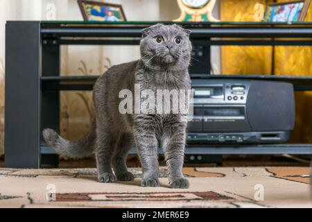 Die junge Vollblüter-britische Faltkatze steht mitten in einer Wohnwohnung und schaut mit neugierigen, intelligenten Augen auf. Stockfoto