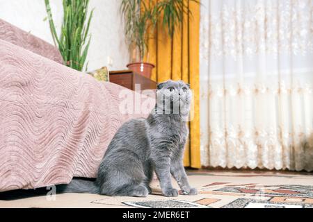 Die junge Vollblüter-britische Faltkatze sitzt mitten im Wohnhaus und schaut mit neugierigen, intelligenten Augen auf. Stockfoto