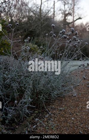 Verbena bonariensis (Purpletop Eisenkraut) mit Winterfrost Stockfoto