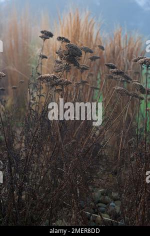 Achillea seedheads im Winter Grenze mit Gräsern Stockfoto