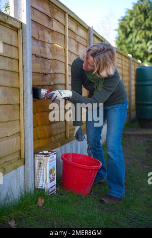 Frau, die Gartenzäune mit Konservierungsmittel malt Stockfoto