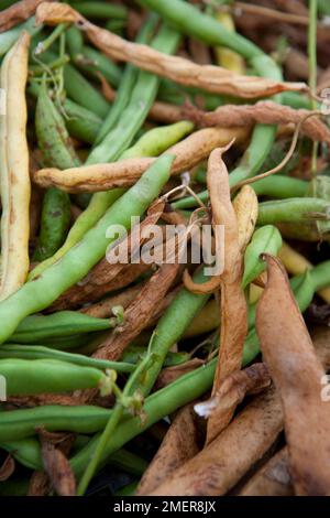 Trocknen von Läuferbohnen für Samen Stockfoto