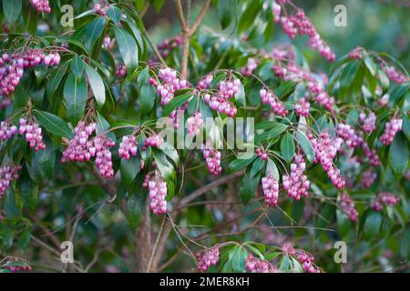 Pieris japonica 'Katsura" (japanische Andromeda) Stockfoto