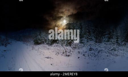 Verschneiter Waldweg in dunkler Winternacht, heller Stockfoto