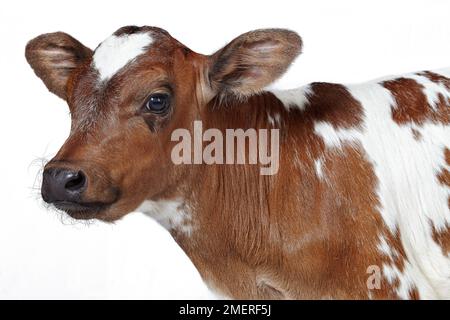 Britisches Blaues Kreuz Kalb Stockfoto