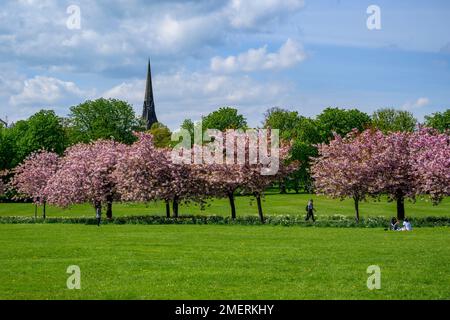 Malerische Parklandstraße (farbenfrohe rosa Blüten in Blüte, entspannender Besuchertag, blauer Himmel, Kirchturm) - The Stray, Harrogate, England, Großbritannien. Stockfoto