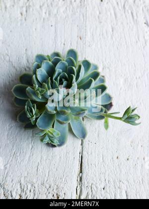 Sukkulente Stockfoto