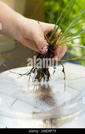 Tischwassergarten, Positionierpflanze Stockfoto