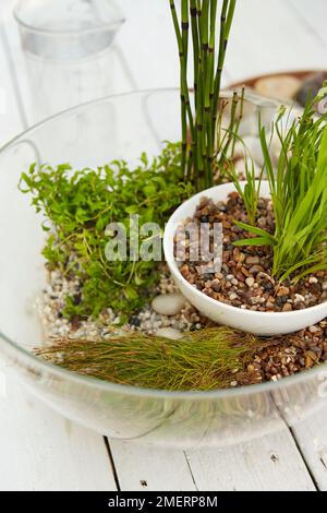 Tischwassergarten ohne Wasser, Eichhornia crassipes, Eleocharis acicularis, Equisetum japonicum, Sisyrinchium angustifolium Stockfoto