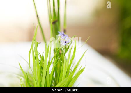 Tischwassergarten, Eichhornia Crassipes Stockfoto