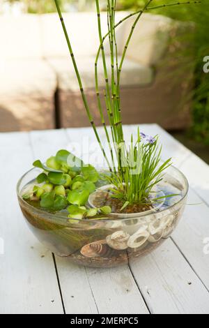 Tischwassergarten, Eichhornia crassipes, Eleocharis acicularis, Equisetum japonicum, Sisyrinchium angustifolium Stockfoto