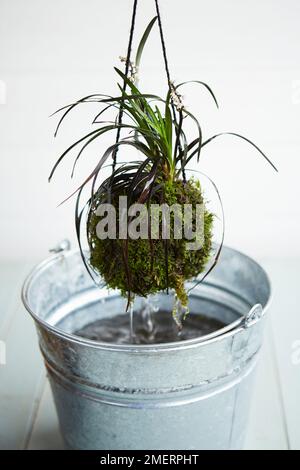 Kokedama hängende Pflanzen, Entfernen von Mooskugel aus dem Eimer Wasser (Bewässerung), Ophiopogon Nigrescens Stockfoto