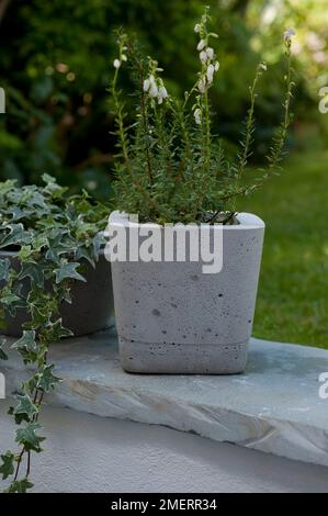 Betontopf mit Pflanzen, Calluna vulgaris „Elegantissima“ (Heidekraut) Stockfoto