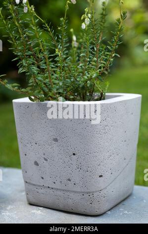 Betontopf mit Pflanzen, Calluna vulgaris „Elegantissima“ (Heidekraut) Stockfoto