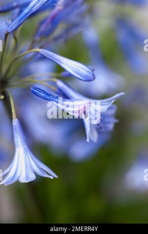 Blaue Blume, Zwerg Agapanthus, Nahaufnahme Stockfoto