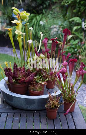 Fleischfresser in Betonbehältern, einschließlich Sarracenia, Darlingtonien Stockfoto