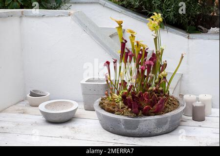 Betonbehälter mit fleischfressenden Pflanzen, einschließlich Sarrazenie, Darlingtonien Stockfoto