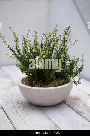 Calluna vulgaris „Elegantissima“ (Heidekraut), die in Betonbehältern wächst Stockfoto