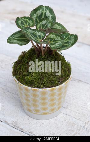Moostopf mit Cyclamen hederifolium Stockfoto
