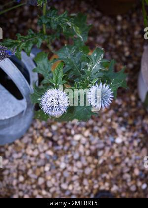 Echinops ritro 'Veitch's Blue', Nahaufnahme Stockfoto