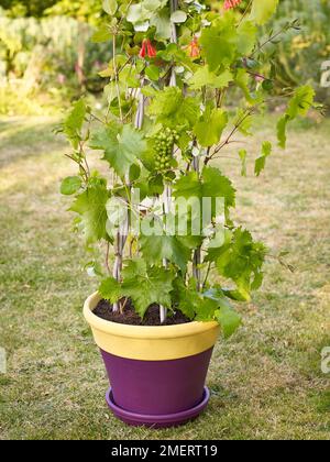 Pflanzen im Topf, klettern auf Zuckerstangen, Trauben „Black Hamburgh“ und Lonicera sempervirens Stockfoto