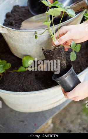 Erdbeeren in einem altmodischen, galvanisierten Stahlbad Pflanzen Stockfoto