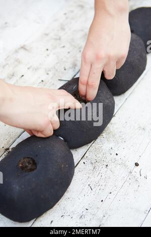 Ein Loch in erdgefüllten Strumpfhosen machen, Pflanzmaschinen machen Stockfoto