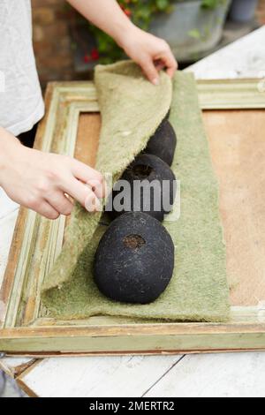 Die mit Erde gefüllten Strumpfhosen werden in einen Hängekorb gewickelt, sodass eine Pflanzmaschine mit Bilderrahmen entsteht Stockfoto