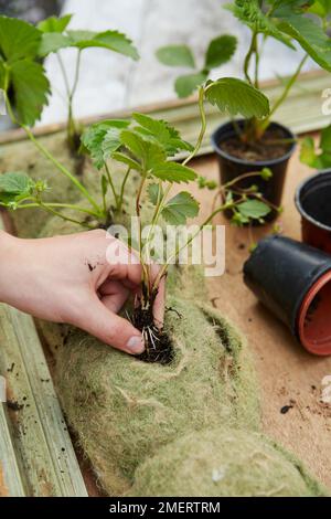 Mit Erde gefüllte Strumpfhosen, eingewickelt in Hängekorb und mit Erdbeerpflanzen gepflanzt, um Bilderrahmen-Pflanzmaschine zu machen Stockfoto