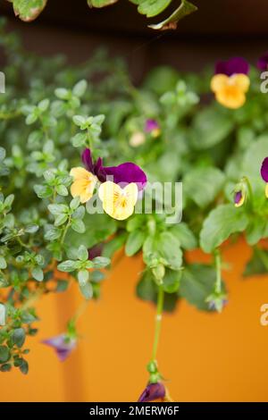 Blumen in einer hängenden Pflanzmaschine auf dem Balkon Stockfoto